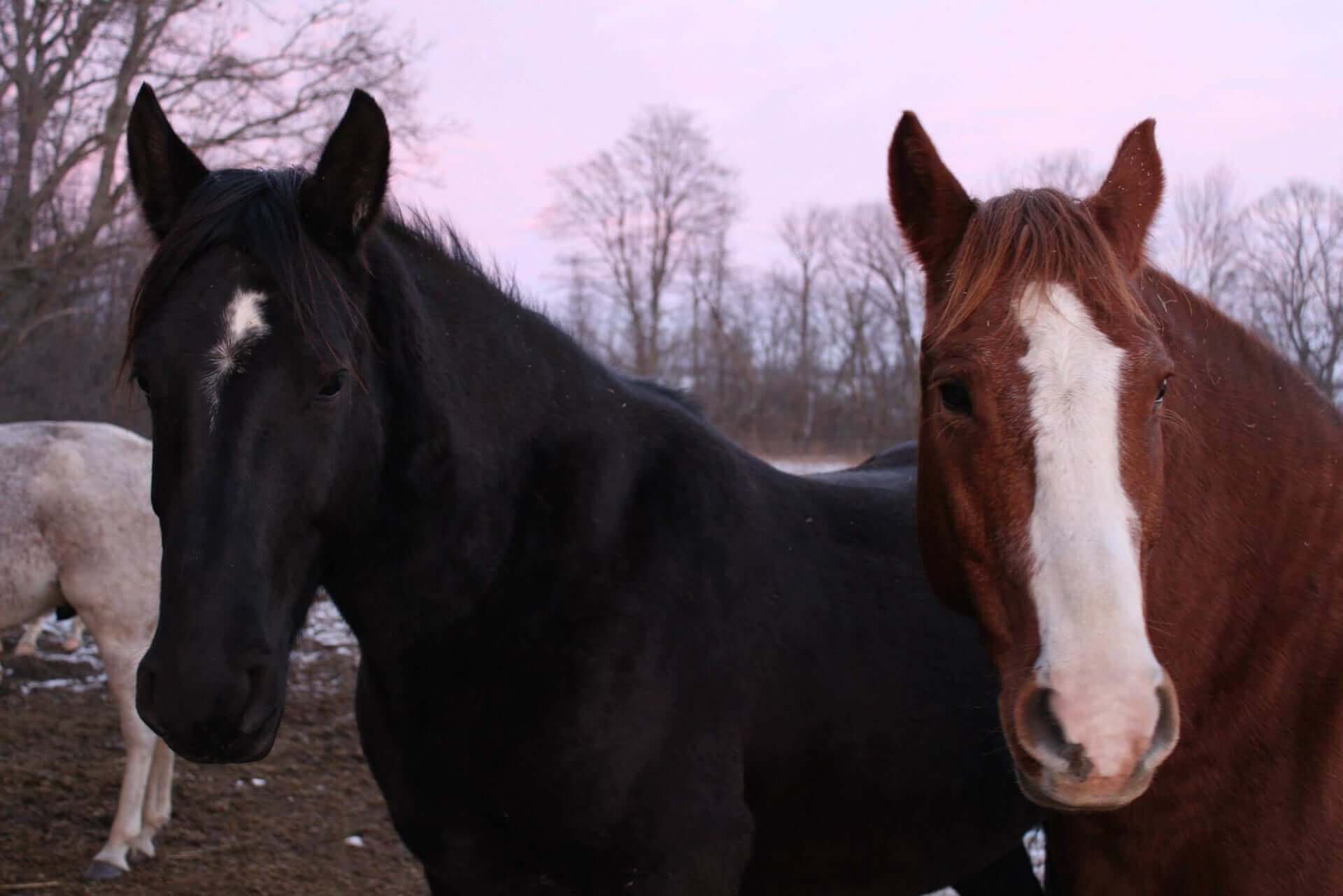 Beautiful scenery at Big Creek Stables